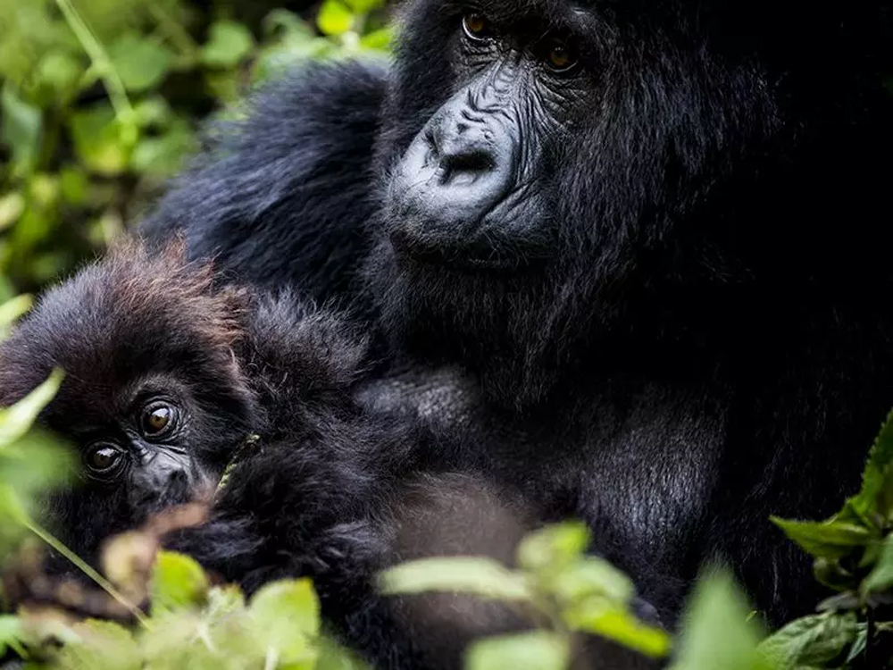 Visit Rwanda Safaris