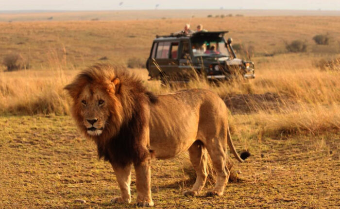 Tanzania Safaris by Afrozone Kingdom Safaris Limited