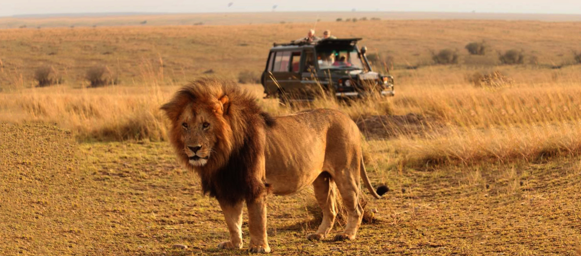 Tanzania Safaris by Afrozone Kingdom Safaris Limited